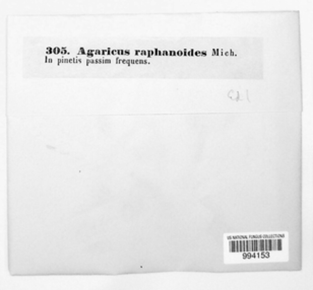 Cortinarius raphanoides image